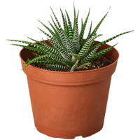 Zebra Succulent