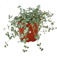 Silver Sparkle Nettle