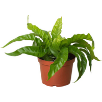 Hurricane Bird's Nest Fern