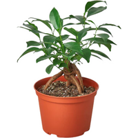 Ginseng Ficus