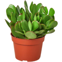 Jade Succulent