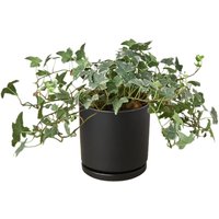 Glacier English Ivy