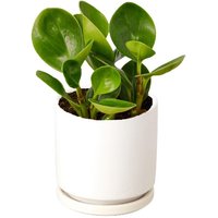 Thailand Peperomia