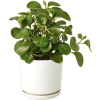 Thailand Peperomia