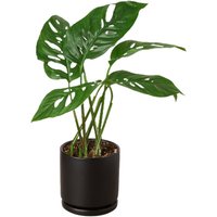 Swiss Cheese Plant