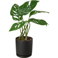 Swiss Cheese Plant