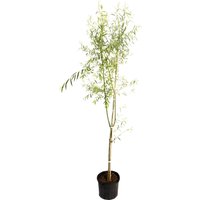 Weeping Willow Tree