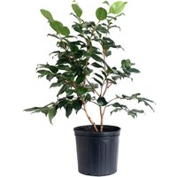 R.L. Wheeler Camellia