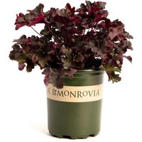Balboa Sunset® Heuchera
