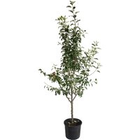 3-in-1 Apple Tree