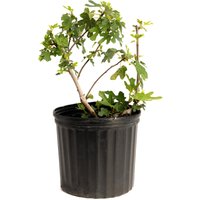 Black Mission Fig