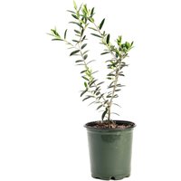 Arbequina Olive Tree