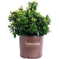 ScentAmazing Gardenia
