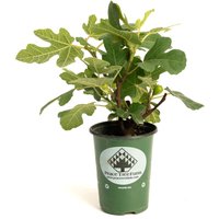 Fignomenal Fig Tree