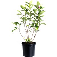 Jane Magnolia