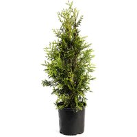 Green Giant Arborvitae