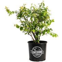 Duke Highbush Blueberry