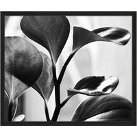 Liv Corday Liv Corday Wandbild Schwarze Pflanze Mit Rahmen schwarz