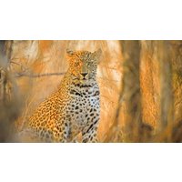 Rundreisen Südafrika: Safari, Küstenstraßen & Kapstadts Charme