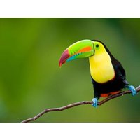 16 Tage Kombinationsreisen Costa Rica: Hängebrücken, heiße Quellen & goldene Strände 16 Tage Kombinationsreisen Costa Rica: Hängebrücken, heiße Quellen & goldene Strände