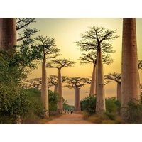 17 Tage Erlebnisreisen Madagaskar: Die Insel der Lemuren und Baobabs 17 Tage Erlebnisreisen Madagaskar: Die Insel der Lemuren und Baobabs