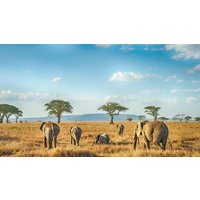 Rundreisen Tansania & Sansibar: Safari, Kultur & Badeparadies