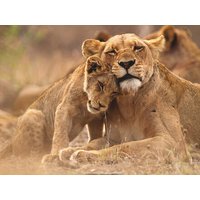 15 Tage Rundreisen Südafrika: Wein, Safari & Küstenzauber 15 Tage Rundreisen Südafrika: Wein, Safari & Küstenzauber