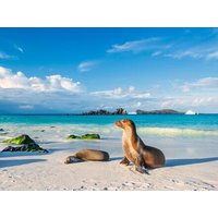 13 Tage Rundreisen Ecuador & Galápagos-Inseln: Naturwunder hautnah erleben 13 Tage Rundreisen Ecuador & Galápagos-Inseln: Naturwunder hautnah erleben