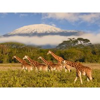 16 Tage Rundreisen Kenia: Safari, Zugfahrt & Badegenuss in kleiner Gruppe 16 Tage Rundreisen Kenia: Safari, Zugfahrt & Badegenuss in kleiner Gruppe