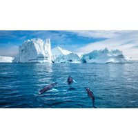 Kreuzfahrten Island, Grönland, Färöer & Schottland: Kreuzfahrt mit MS Hamburg von Hamburg bis Kangerlussuaq oder von Kangerlussuaq bis Hamburg