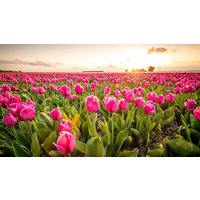 Kreuzfahrten Niederlande: Flusskreuzfahrt zur Tulpenblüte mit Rad & Schiff MS De Nassau ab/an Amsterdam