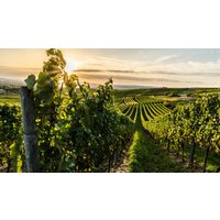 Kreuzfahrten Rhein & Mosel: Flusskreuzfahrt mit Rad & Schiff Arkona ab/an Koblenz