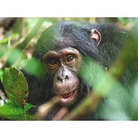 11 Tage Erlebnisreisen Uganda Gänsehautmomente im Herzen Afrikas 11 Tage Erlebnisreisen Uganda Gänsehautmomente im Herzen Afrikas