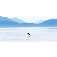 Kreuzfahrten Kanada & Alaska: Rundreise von Calgary bis Vancouver & Alaska-Kreuzfahrt mit der Koningsdam