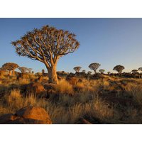 14 Tage Rundreisen Namibia Beeindruckende Natur und wilde Tierwelt 14 Tage Rundreisen Namibia Beeindruckende Natur und wilde Tierwelt