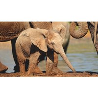 Rundreisen Südafrika, Mosambik, Botswana & Simbabwe: Vier Länder, unzählige Facetten zwischen Natur, Kultur und Tierwelt