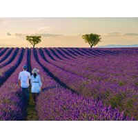 Kreuzfahrten Frankreich – Rhône – Flusskreuzfahrt mit A-ROSA STELLA/LUNA ab/an Lyon Kreuzfahrten Frankreich – Rhône – Flusskreuzfahrt mit A-ROSA STELLA/LUNA ab/an Lyon