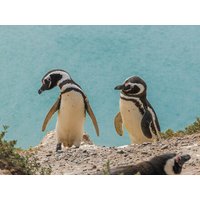 36 Tage Kreuzfahrten USA, Karibik & Südamerika: Kreuzfahrt mit der Majestic Princess von Miami bis San Antonio 36 Tage Kreuzfahrten USA, Karibik & Südamerika: Kreuzfahrt mit der Majestic Princess von Miami bis San Antonio