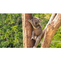 Kreuzfahrten Australien - Tasmanien: Kreuzfahrt mit der Grand Princess ab/an Sydney