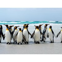 19 Tage Kreuzfahrten Südamerika – Kreuzfahrt mit der Majestic Princess von Buenos Aires bis Santiago de Chile All Inclusive 19 Tage Kreuzfahrten Südamerika – Kreuzfahrt mit der Majestic Princess von Buenos Aires bis Santiago de Chile All Inclusive