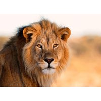 14 Tage Rundreisen Namibia Wilde Weiten. Große Momente. 14 Tage Rundreisen Namibia Wilde Weiten. Große Momente.