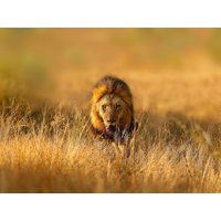 34 Tage Kreuzfahrten Transafrika: Kreuzfahrt von Durban bis Venedig inkl. Südafrika-Rundreise 34 Tage Kreuzfahrten Transafrika: Kreuzfahrt von Durban bis Venedig inkl. Südafrika-Rundreise