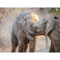 34 Tage Kreuzfahrten Transafrika: Kreuzfahrt von Durban bis Venedig inkl. Südafrika-Rundreise 34 Tage Kreuzfahrten Transafrika: Kreuzfahrt von Durban bis Venedig inkl. Südafrika-Rundreise