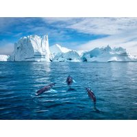 18 Tage Kreuzfahrten Island, Grönland & Schottland: Kreuzfahrt mit MS Hamburg von Kangerlussuaq bis Hamburg 18 Tage Kreuzfahrten Island, Grönland & Schottland: Kreuzfahrt mit MS Hamburg von Kangerlussuaq bis Hamburg