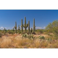 Saguaro East National Park Self - Guided Driving Tour