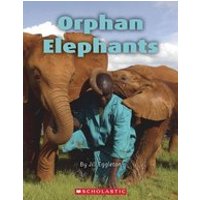 Connectors Orange: Orphan Elephants (6 Copies)
