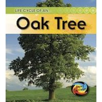 Young Explorer: Life Cycle of an Oak Tree