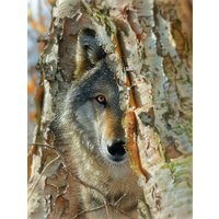 Puzzle Pièces XXL - Rencontre avec un Loup SunsOut