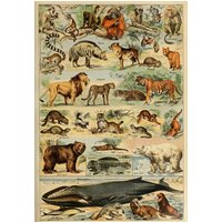 Puzzle Illustration du Larousse pour Tous : Mammifères, XIXè Siècle
