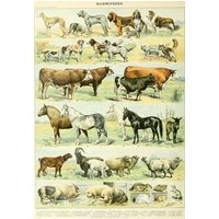 Puzzle Illustration du Nouveau Larousse Illustré : Mammifères, XIXè Siècle